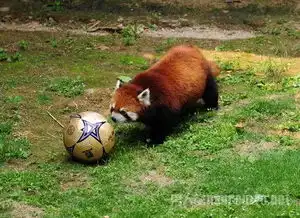 动物界也上演了一场世界杯
