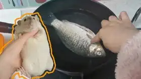 tiktok发的这个仓鼠过五关的视频简直太治愈了最后的奖杯也好可爱啊

