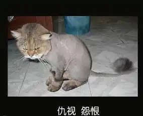 宠物囧图搞笑的宠物表情大全
