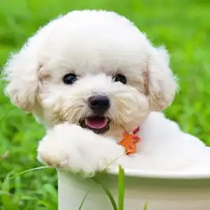白色泰迪狗图片
