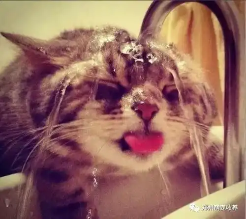 猫咪霸占博美的窝,博美小心翼翼的挤进去,然后互相对视太逗了
