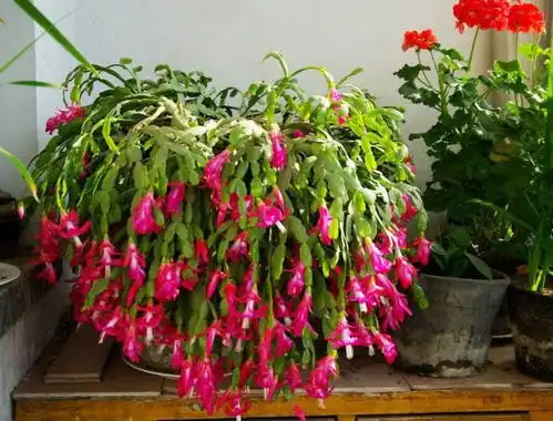 谁说夏天干燥要多浇水这几种花稍微多浇就烂了,赶紧住手
