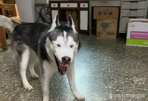 哈士奇越养越丑,说不去散步马上做出这样的行为
