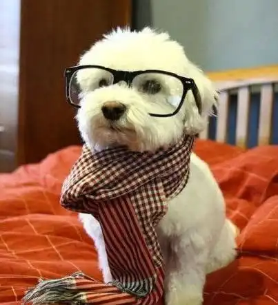 搞笑动图家里养这样的猫咪真是福音呐
