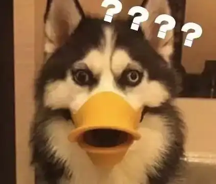 教你一手,哈士奇乖乖听话
