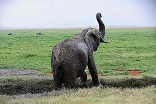 非洲大象图片图片大全
