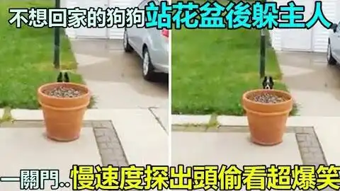 熊狗狗不想回家,倒地装死,让主人无可奈何哔哩哔哩bilibili
