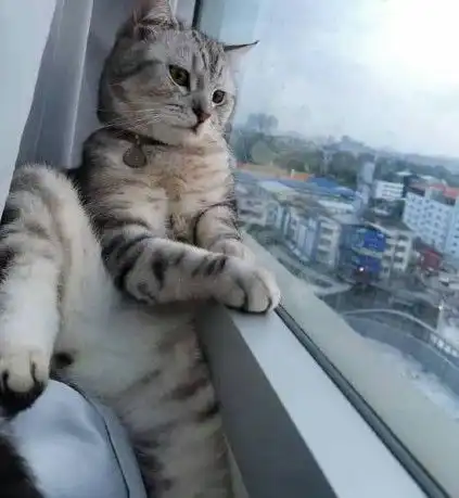 主人提前下班回家,猫咪坐窗台凭栏远眺,一看这坐姿笑哭了
