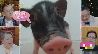 张恒七夕节给郑爽送猪,引人爆笑,网友直男脑回路清奇
