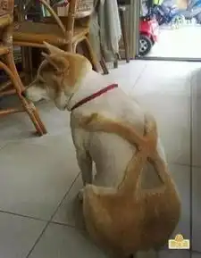 搞笑图片这忧郁的狗生是没法过了
