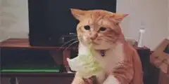 新造型是猫桌猫和老鼠tom蠢萌造型系列手办
