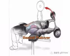 20种健身房常用腹部训练图谱,覆盖腹肌各个部位
