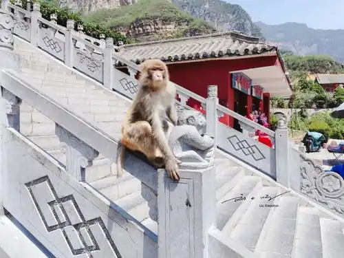 河南济源最好玩的4a级景区,有3800多只野生猴子,被称作中国猴山
