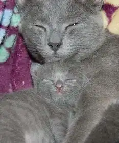 超搞笑猫咪母子图片这些小猫跟妈妈长得一模一样好萌好逗趣
