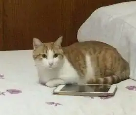 这是路边捡的流浪猫,我想知道她属于哪种类型是狸猫还是橘猫会长胖么
