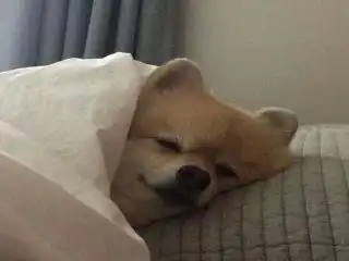 娱乐从歌手开始的天王巨星
