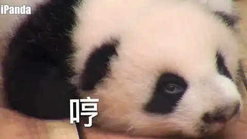 大熊猫雅竹竟然被一只猪鄙视了感受下来自猪猪的鄙夷的小眼神
