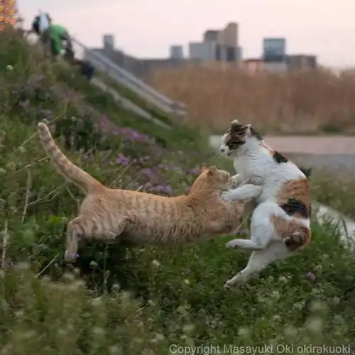猫事打滚撒娇伸懒腰,这个摄影师拍街猫每张都能做成表情包
