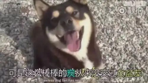 狗狗们都是怎样对待初恋情人的呢黑柴我愿意把我所有的猪蹄都给你
