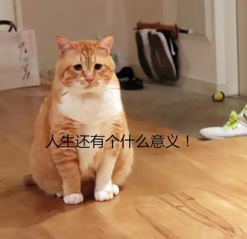 铲屎官嫌弃橘猫胖,橘猫翻白眼当初撸我的时候可不是这么说的
