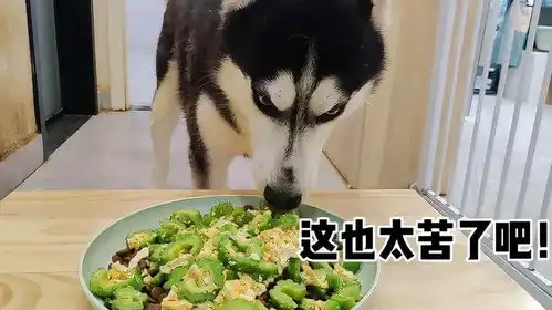 炒一碗苦瓜炒蛋给狗子吃,二哈吃嗨了,柯基苦吐了太好笑了
