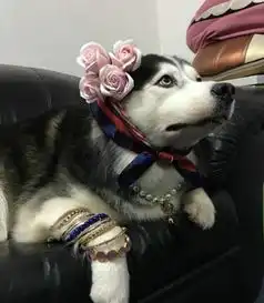 母哈士奇终于走进婚姻殿堂,手上挂满手镯,娘家人五味陈杂
