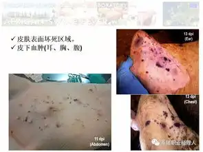 非瘟高清图谱患了非洲猪瘟的病猪究竟什么样
