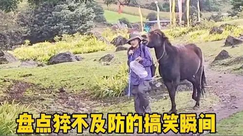 盘点猝不及防的搞笑瞬间这驴有点不正经
