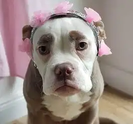 德斗牛犬因愁眉不展被称世界最悲伤小狗
