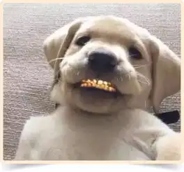 挺好看的姑娘小伙,怎么就镶金牙了
