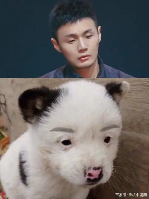李荣浩撞脸狗狗图片被当作生物课件本尊幽默回应
