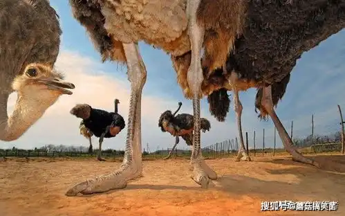 鸵鸟为什么飞不起来科学家从它的内部结构找到答案
