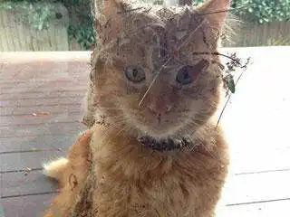 搞笑动态趣图gif小刺猬要出远门
