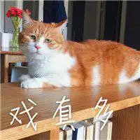 搞笑的橘猫头像超好看的可爱橘色猫咪微信头像
