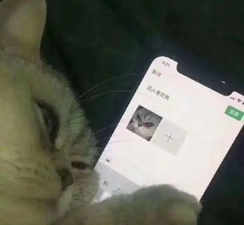 25张图片记录猫咪的日常通电之后电眼逼人的猫咪
