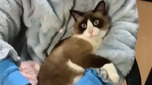 这只猫咪看见了主人卸妆的样子,两只大眼都瞪圆了,这表情太搞笑了

