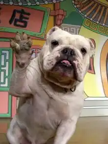 动物cp创下的奇迹猩猩和狗收视超同期偶像剧
