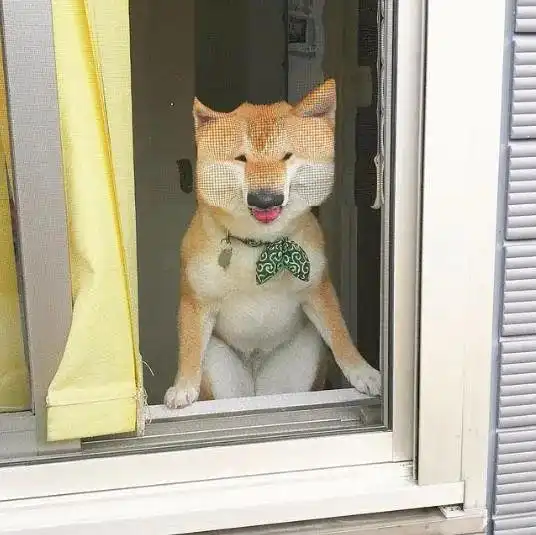 准备出门上班,回头却见柴犬泪眼汪汪站在窗门前目送
