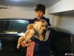 娱乐圈的爱宠达人吸猫吸狗太普遍谢霆锋姚星彤杨紫才叫不一般
