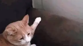 搞笑gif妹子,你到底许了什么愿望蜡烛怎么吹不灭了
