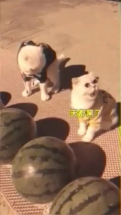 最火的猫豆哥的爆笑日常,第3期
