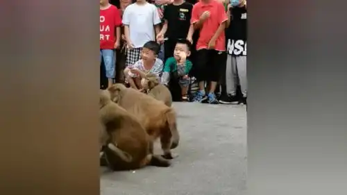 猴子实力搞笑猴哥来了耍猴猴子成精萌宠万物皆有灵性

