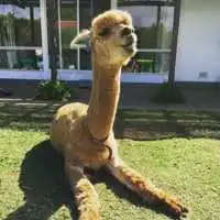 羊驼头像搞笑图片微信头像图片大全
