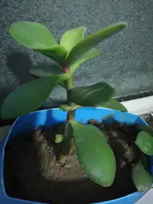 像冬青一样叶子很厚什么植物
