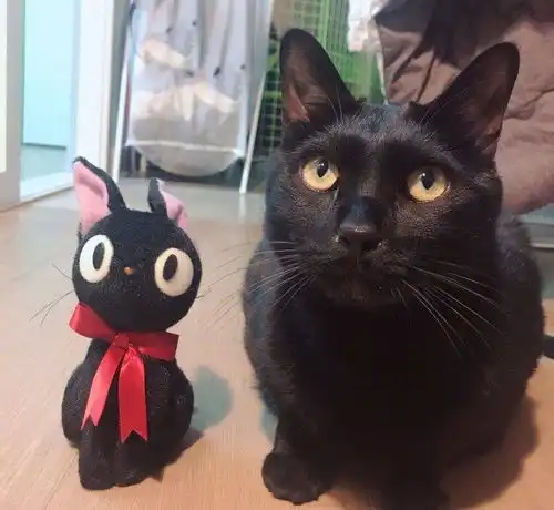 可爱猫咪是不会改的,快点放我下来吧
