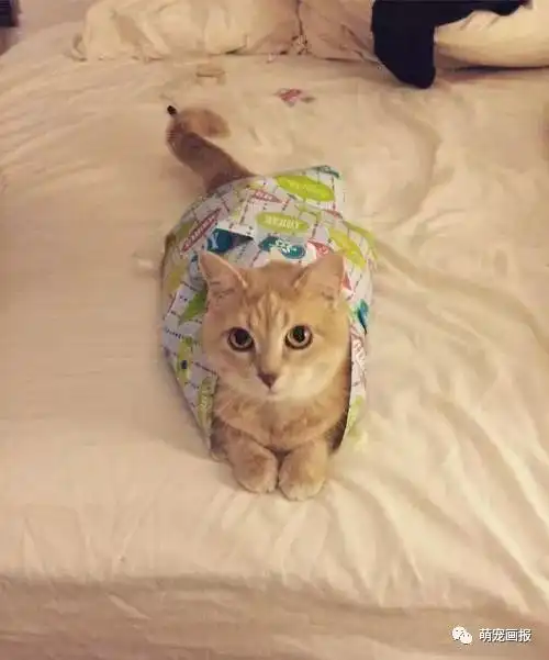 猫咪搞笑图片小集锦
