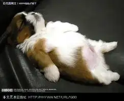 搞笑动物照片收藏,笑破肚皮了
