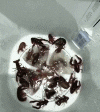 这朋友最后应该是凉了
