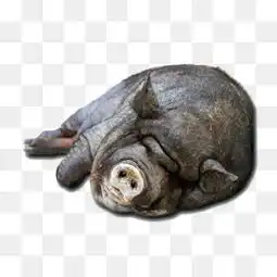 大黑猪图片大全大黑猪素材免费下载千库网png
