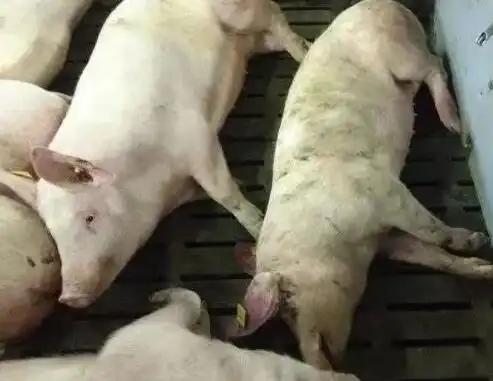 非洲猪瘟怎么预防用什么可以防控非瘟症状及图片大全

